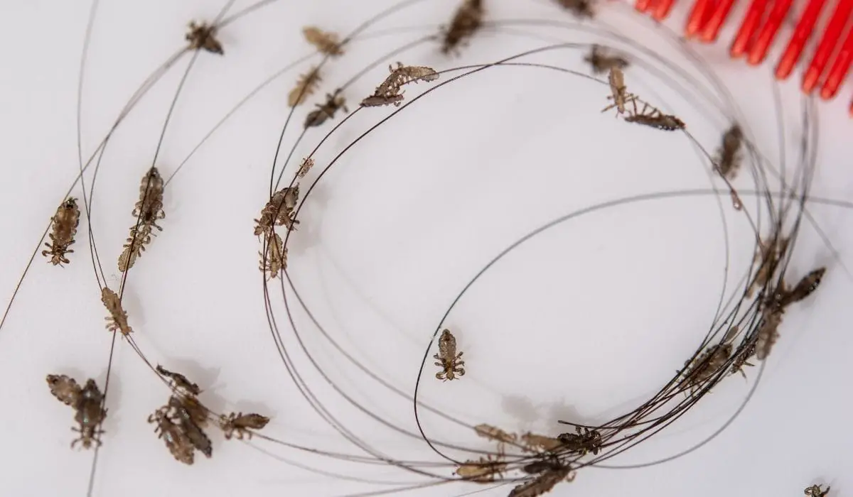 Can Horse Lice Transfer to Humans HORSERAY