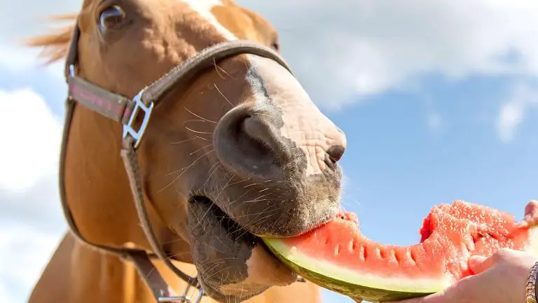 Young horse eating a piece of watermelon