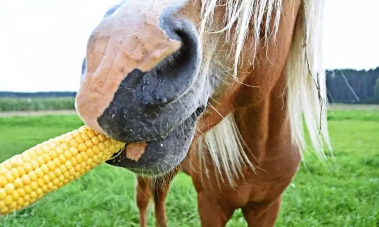 Can a Horse Eat Corn