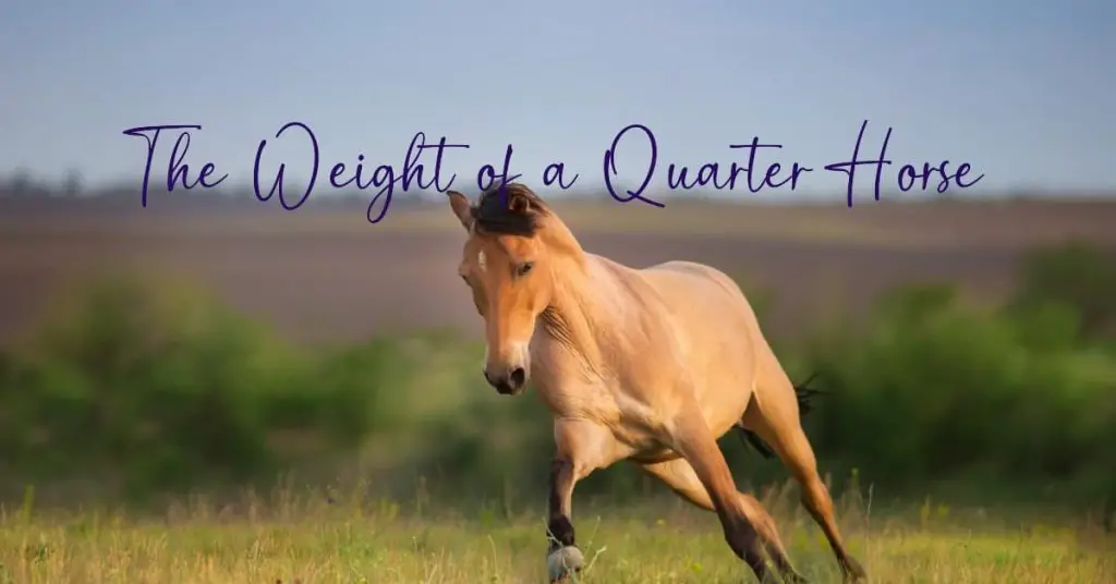 How Much Does a Quarter Horse Weigh