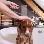 Can You Use Horse Shampoo on Dogs