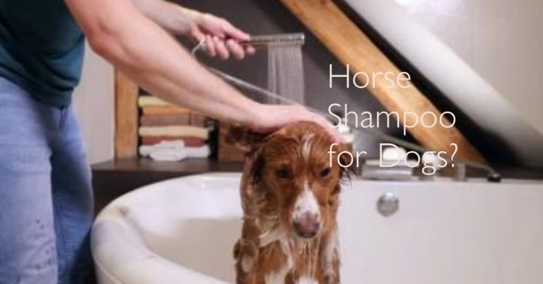 Can You Use Horse Shampoo on Dogs