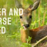 Will Deer Eat Horse Feed