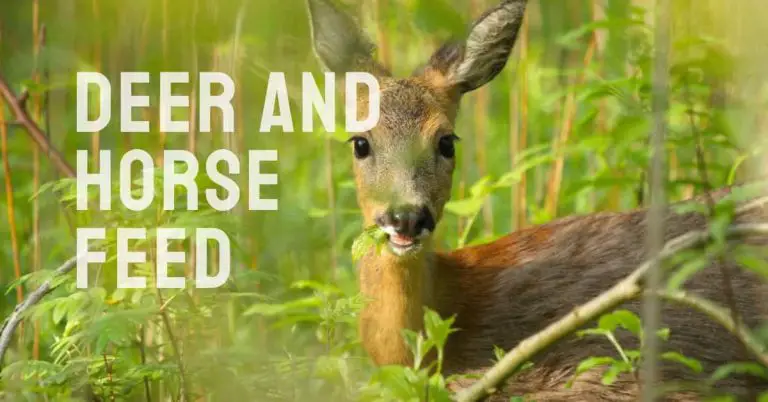 Will Deer Eat Horse Feed