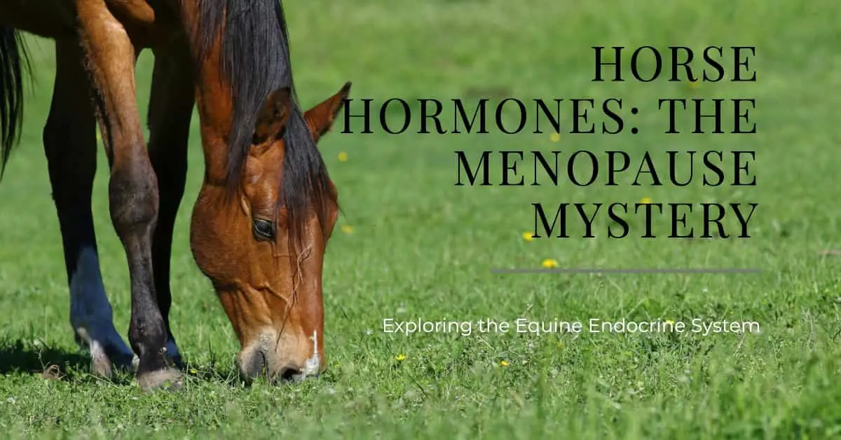 Do Horses Go Through Menopause HORSERAY