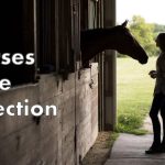 Do Horses Like to Be Petted