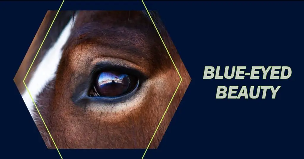 Can a Horse Have Blue Eyes