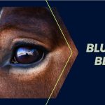 Can a Horse Have Blue Eyes