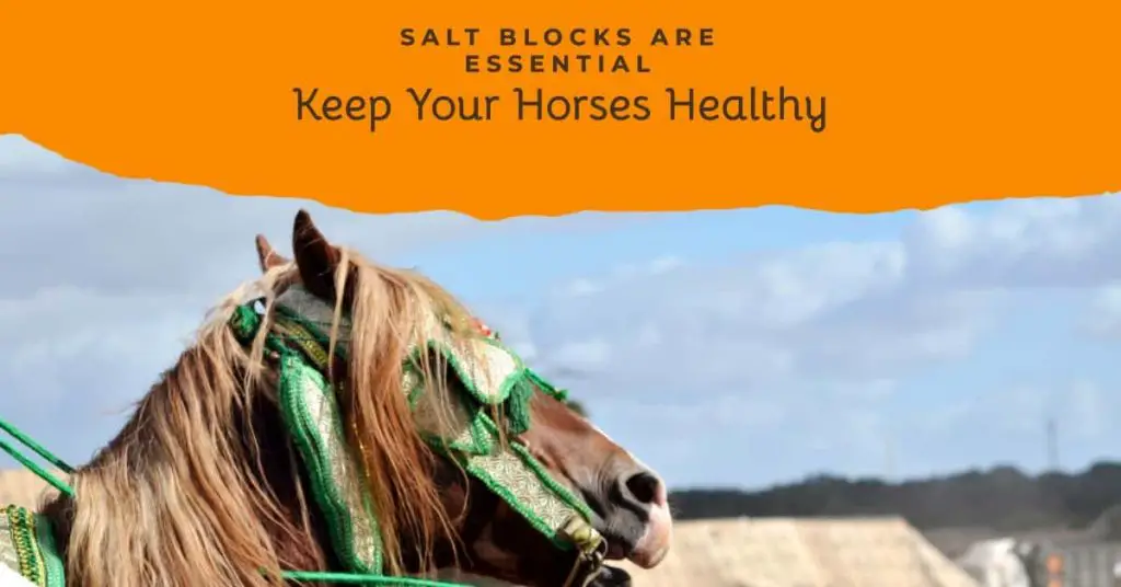 Do Horses Need Salt Blocks