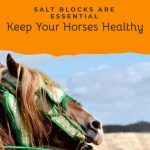 Do Horses Need Salt Blocks