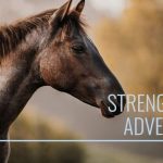 Would You Buy a Horse With Sidebone