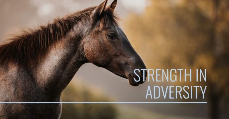 Would You Buy a Horse With Sidebone