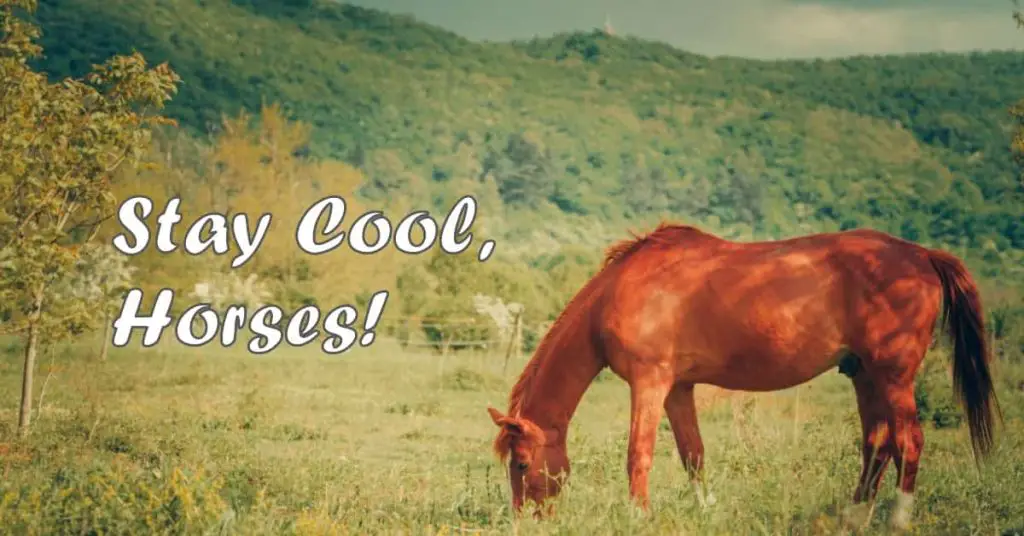 How Hot Can Horses Tolerate