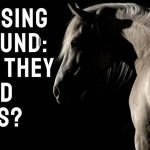 Do Horses Make Good Pets