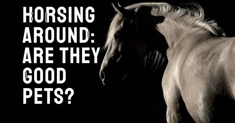 Do Horses Make Good Pets