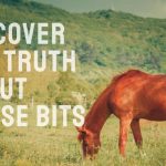 Are Horse Bits Cruel: Know the Horse Bite