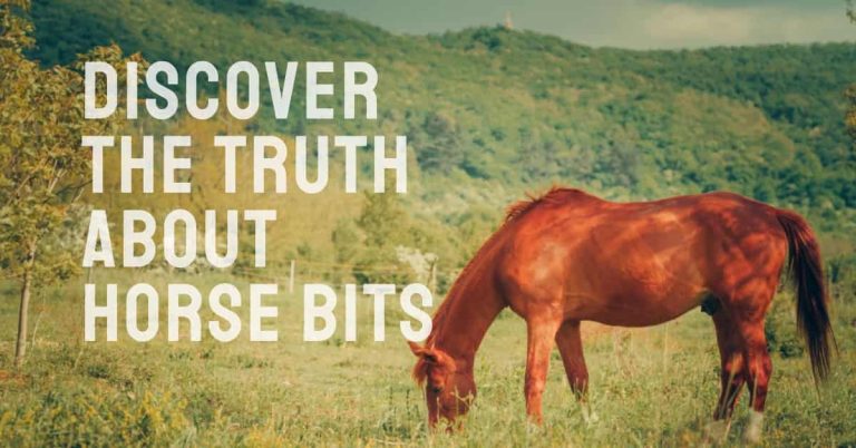 Are Horse Bits Cruel: Know the Horse Bite