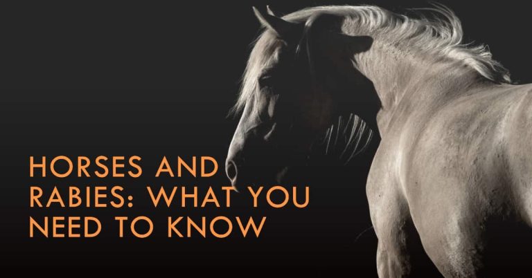 Can a Horse Get Rabies