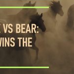 Can a Horse Outrun a Bear