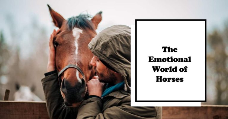 Do Horses Have Feelings: The Way of Express