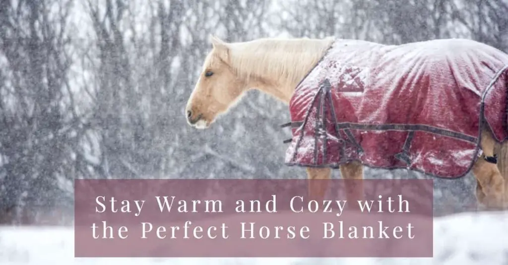 What Size Horse Blanket: The Average Size