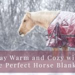 What Size Horse Blanket: The Average Size