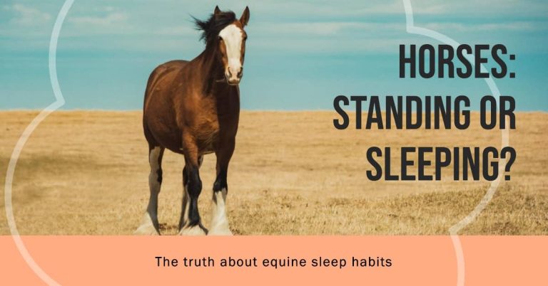 Does Horses Sleep Standing Up