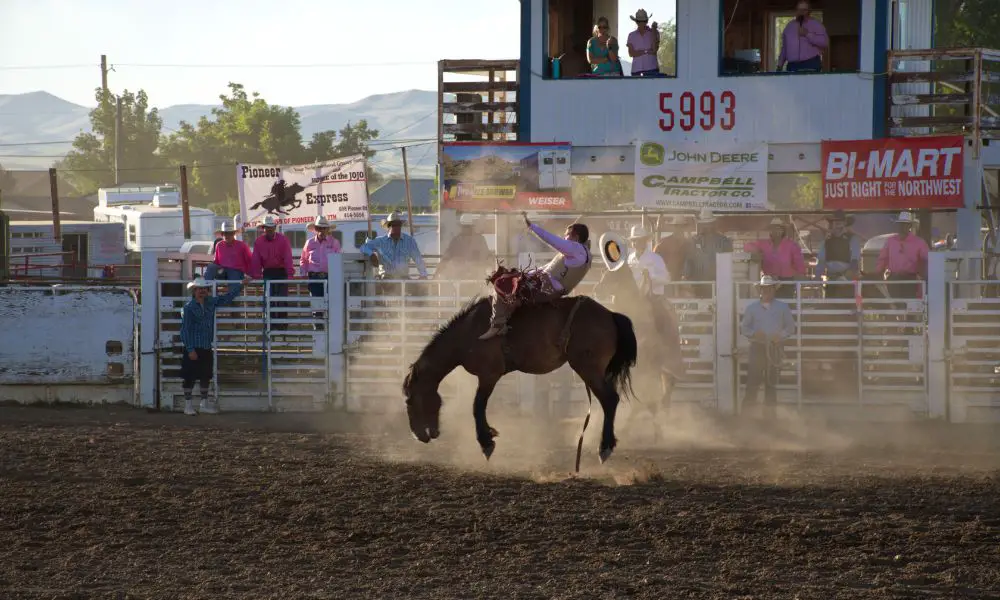 Do Horses Need Salt Blocks HORSERAY