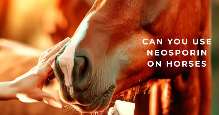 Can You Use Neosporin on Horses