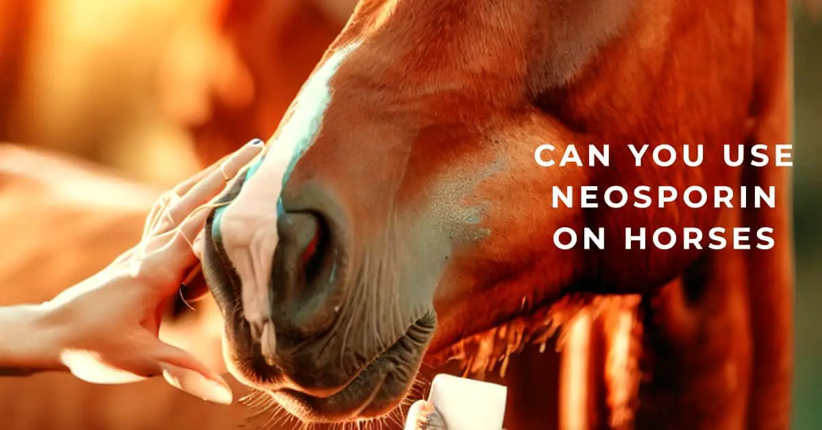 Can You Use Neosporin on Horses HORSERAY