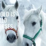 How Cold is Too Cold for Horses: Ideal Answer
