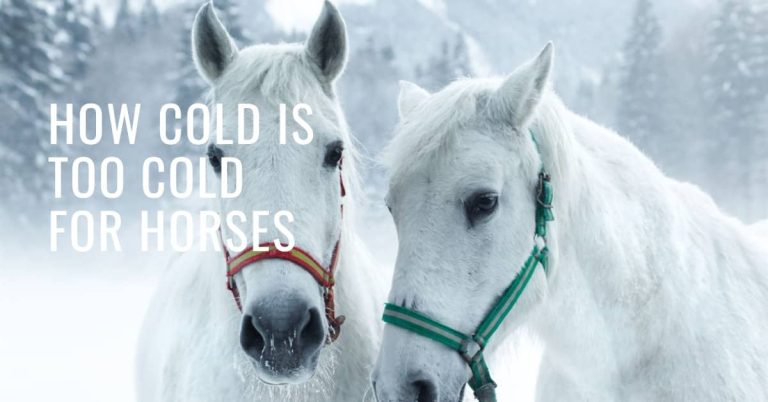 How Cold is Too Cold for Horses: Ideal Answer