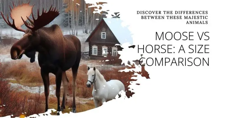 How Big is a Moose Compared to a Horse