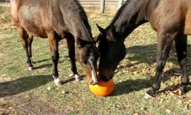 Will Horses Eat Pumpkins