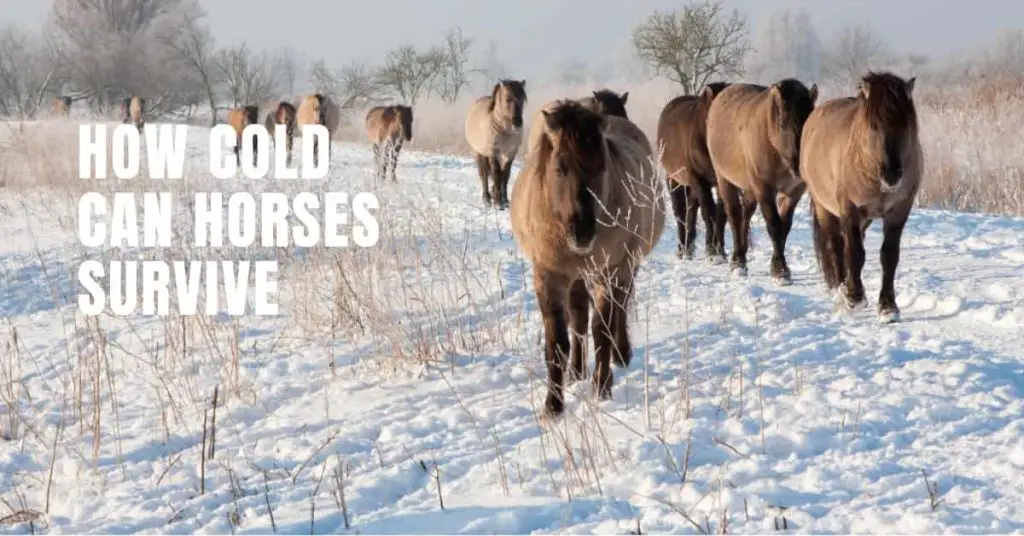 How Cold Can Horses Survive