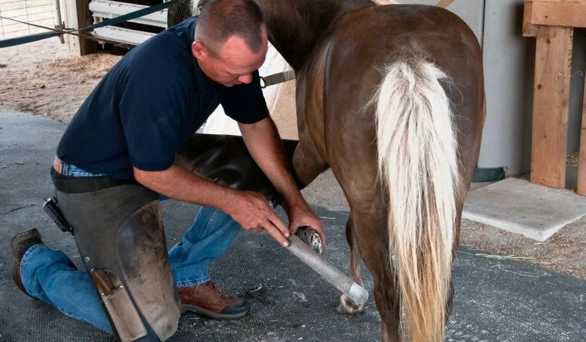 How Much Does a Farrier Make Per Horse HORSERAY