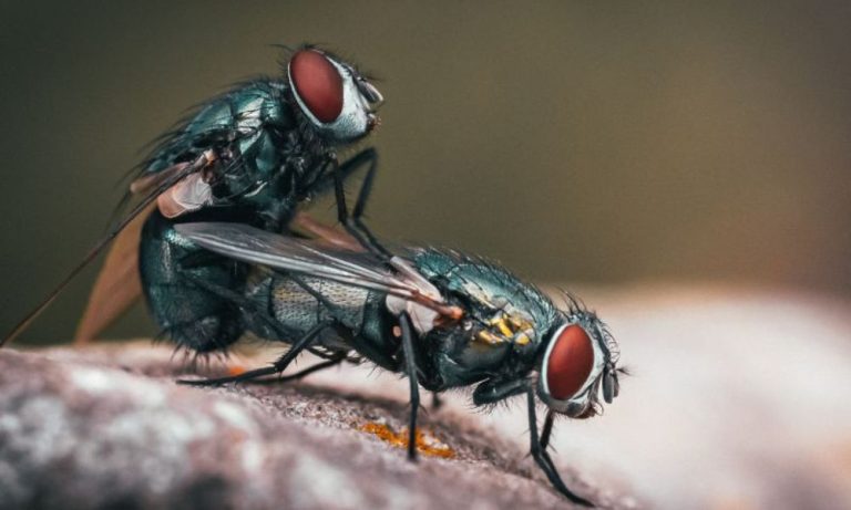 Can Horse Flies Kill You
