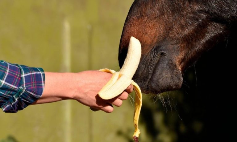 Can Horses Eat Bananas