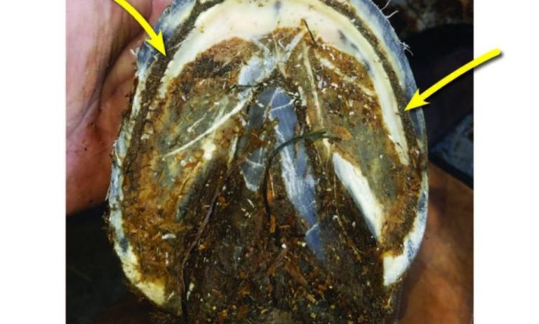 Can You Ride a Horse With White Line Disease