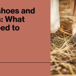 Does Putting Horseshoes on a Horse Hurt Them
