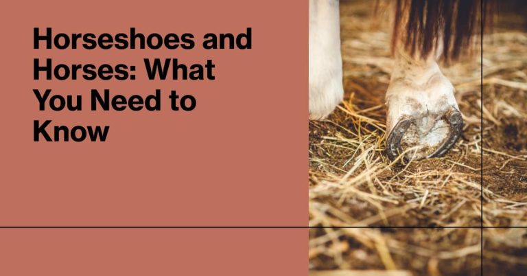 Does Putting Horseshoes on a Horse Hurt Them