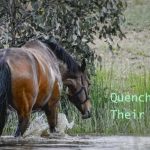 How Do Horses Drink Water