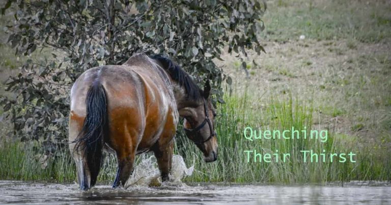 How Do Horses Drink Water