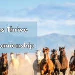 Do Horses Need Companions
