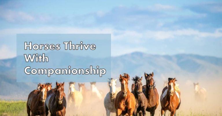 Do Horses Need Companions