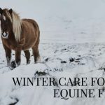 How Do Horses Stay Warm in the Winter