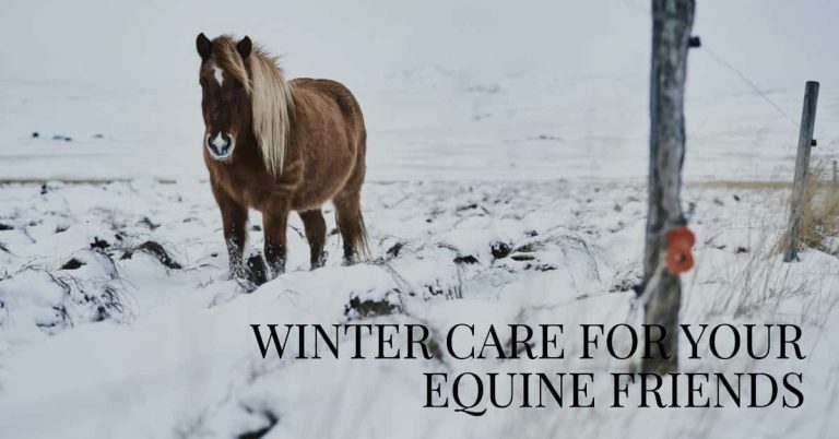 How Do Horses Stay Warm in the Winter