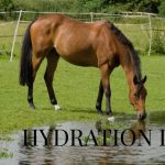 Can a Horse Drink Too Much Water