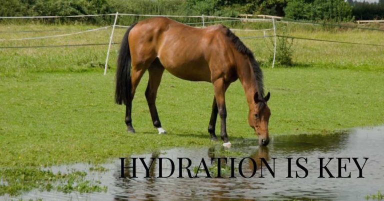Can a Horse Drink Too Much Water