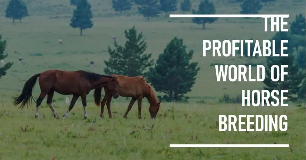 How Much Do Horse Breeders Make